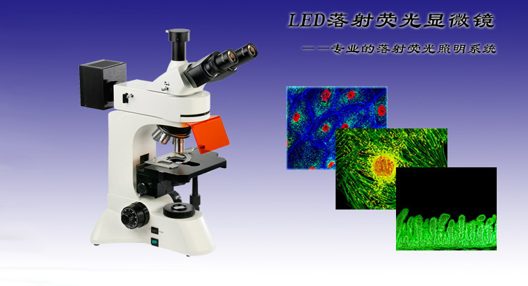 正置荧光显微镜WMF-3530LED