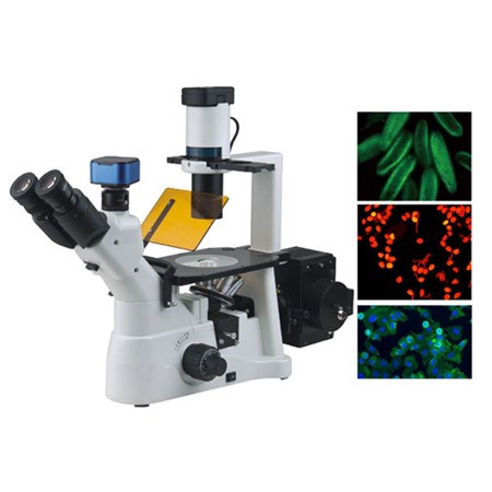 研究型倒置荧光显微镜WMF-3680